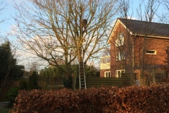 fotos-Berken-hoveniers-34