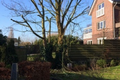 fotos-Berken-hoveniers-35