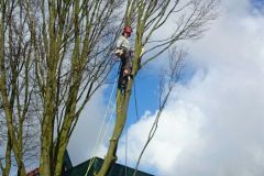 fotos-Berken-hoveniers-38