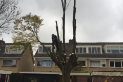 fotos-Berken-hoveniers-46