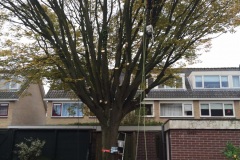 fotos-Berken-hoveniers-47