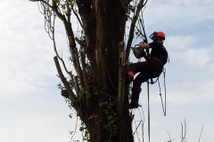 fotos-Berken-hoveniers-5