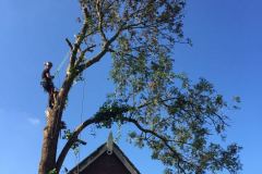 fotos-Berken-hoveniers-54