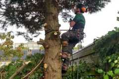 fotos-Berken-hoveniers-65